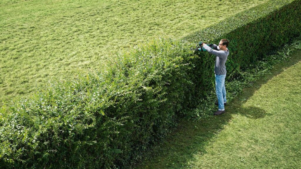 Professional Hedge Trimming