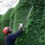 Enhance Your Landscape with Professional Hedge Trimming Services