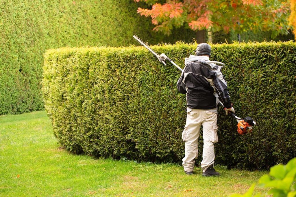 Professional Hedge Trimming