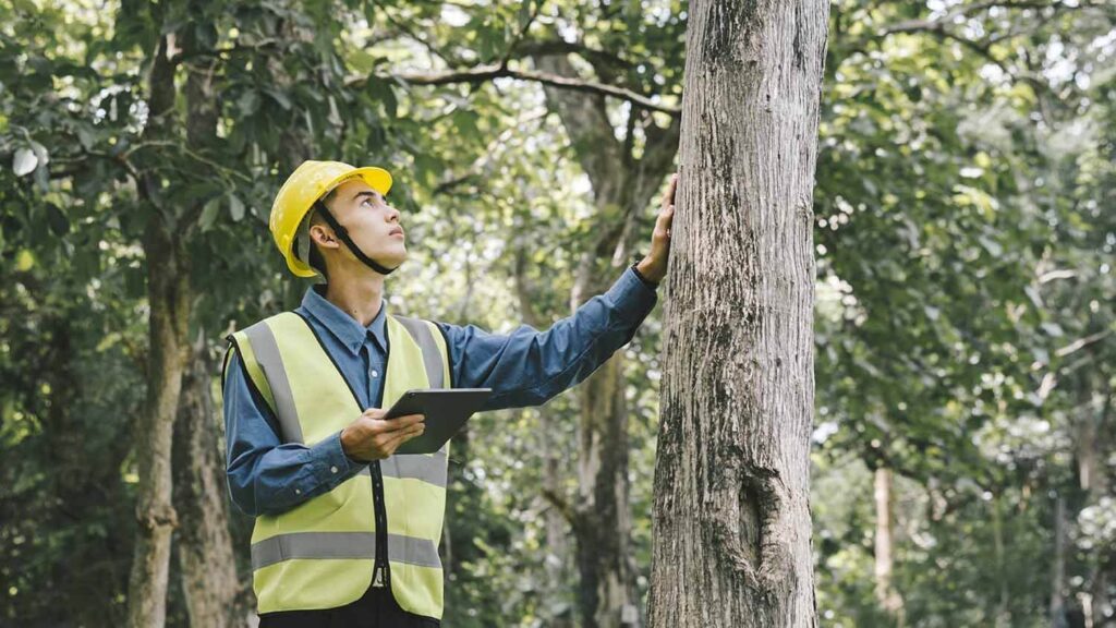 Benefits of Hiring an Arborist in Sydney’s Eastern Suburbs