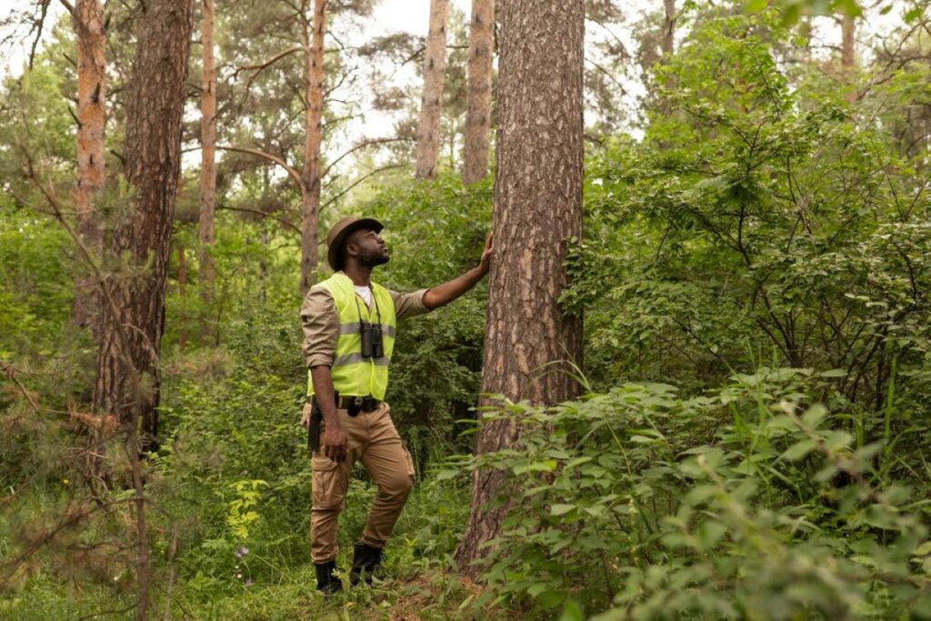 Arborist Eastern Suburbs Sydney