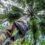 Palm Tree Pruning: How to Keep Your Palms Healthy and Beautiful