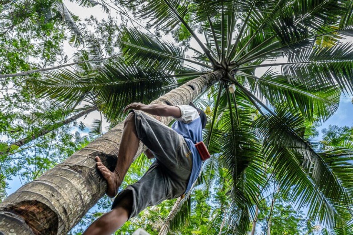 Palm Tree Pruning: How to Keep Your Palms Healthy and Beautiful