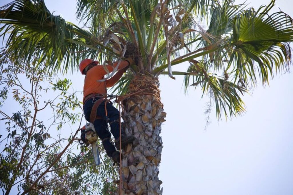 palm tree pruning
