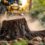 Tree Stump Grinding vs. Removal: Which Option Is Right for You?